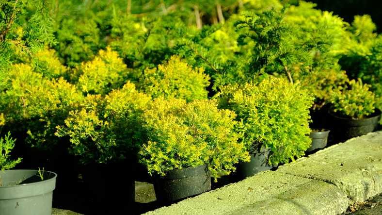 Tuja Rheingold 20 cm w doniczce 2l, 12,00 zł