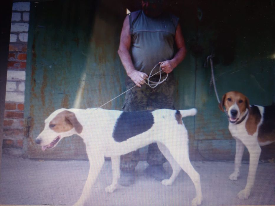 Украли собак пегая гончая