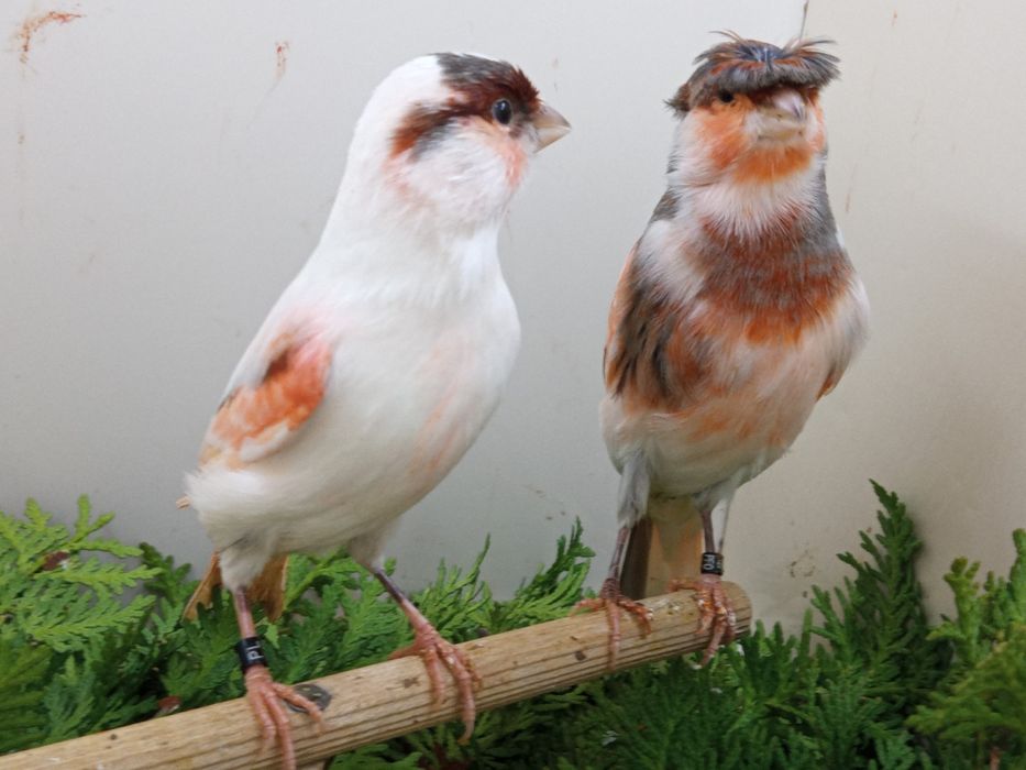 Kanarki ARLEKIN PORTUGALSKI  z roku 2025 i 2024.r