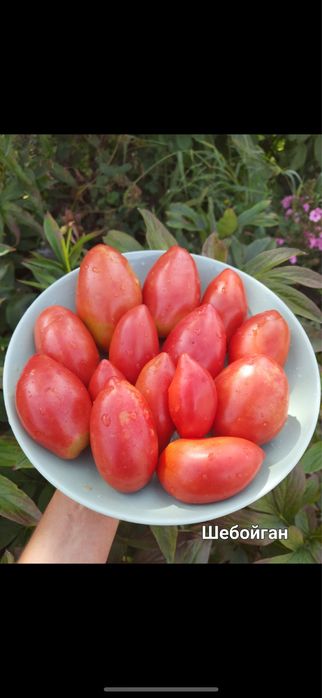 Насіння помідорів сливок, перцевидних сортів. Насіння перців, баклажан