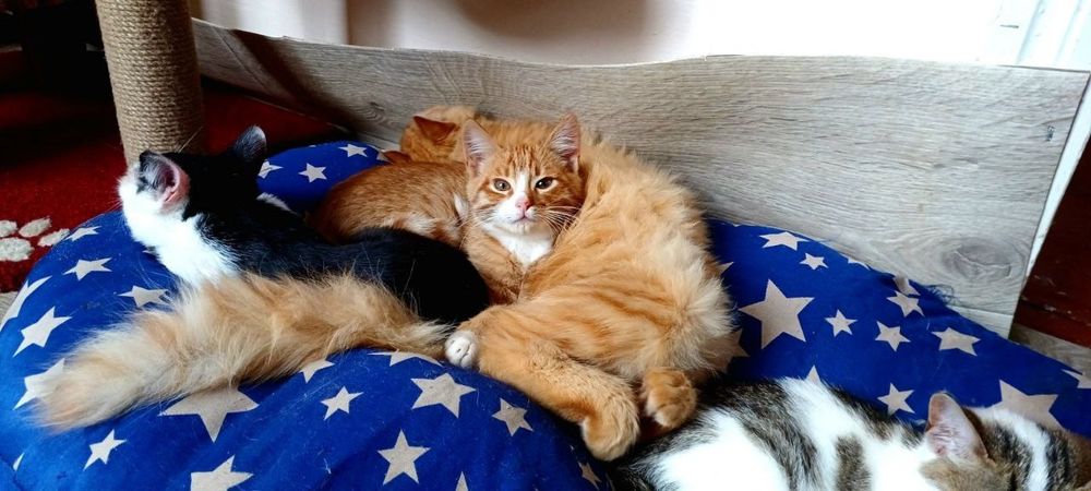 Котики в добрі руки це щастя