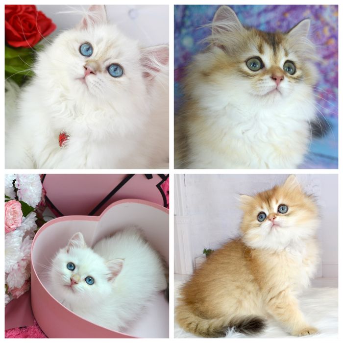 Британские котята золотая шиншилла/ золота шиншила британські котята