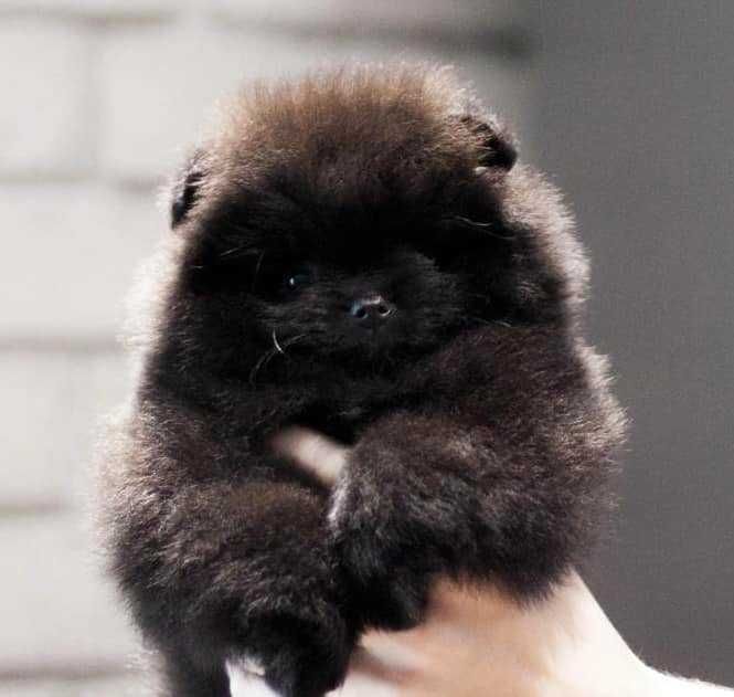 Spitz Alemão Anão e/ou Lulu da Pomerânia  FEMEA BLACK com   LOP E AFIXO