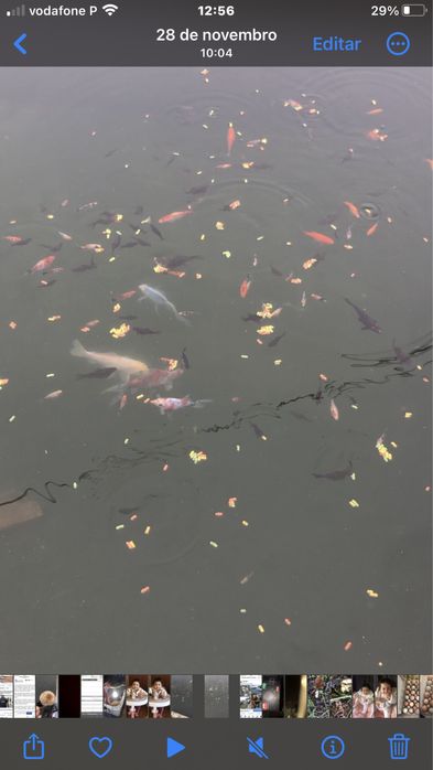 Peixes 2024 para novo habitar