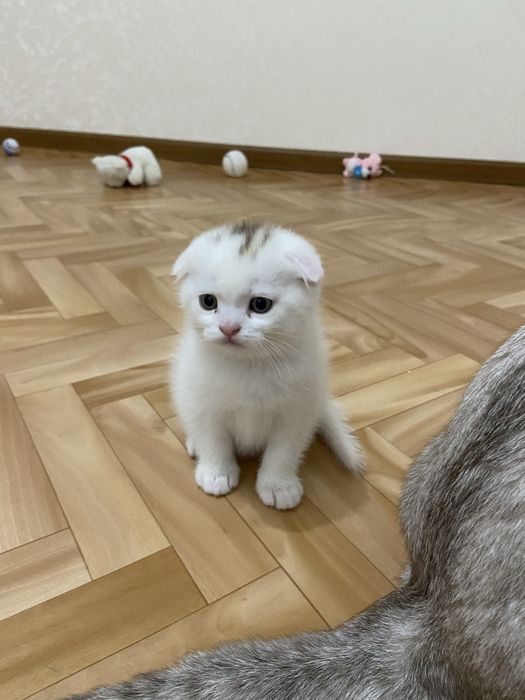 Scottish fold каплофухе кошеня