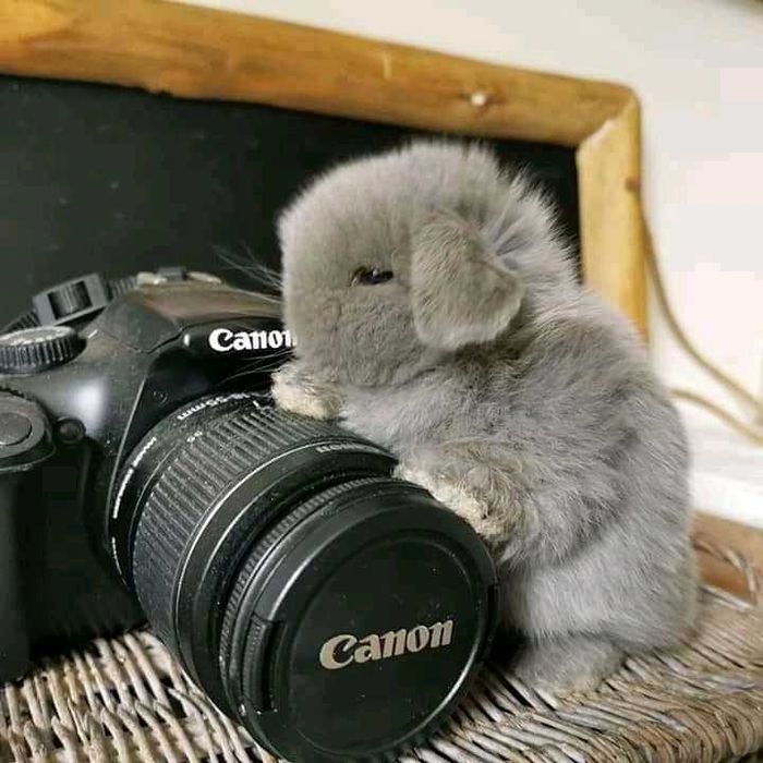 Coelhos anões mini +Gaiola Nova +alimentação adequada