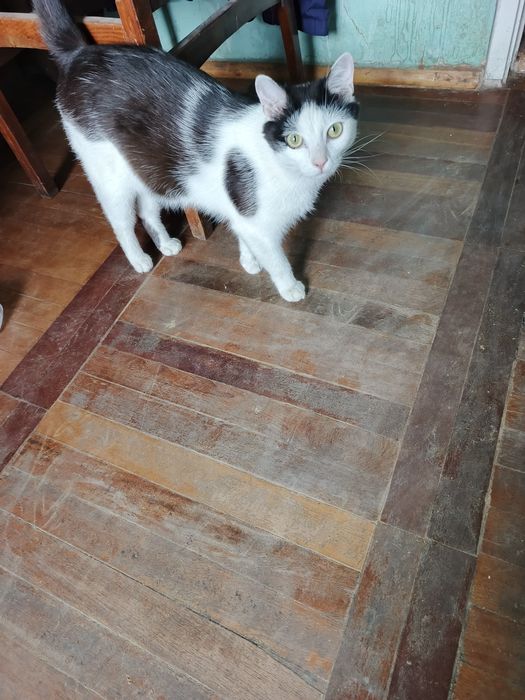 Кото-терапия, игра с котом, поиграться с котиком