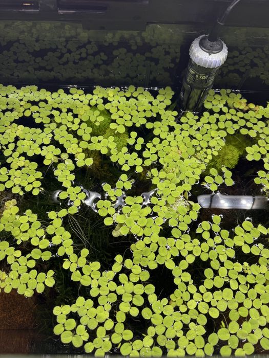 Planta Aquática-Salvinia Minima