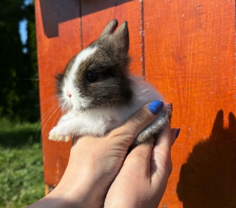 Królik króliczek miniaturka teddy puszysty