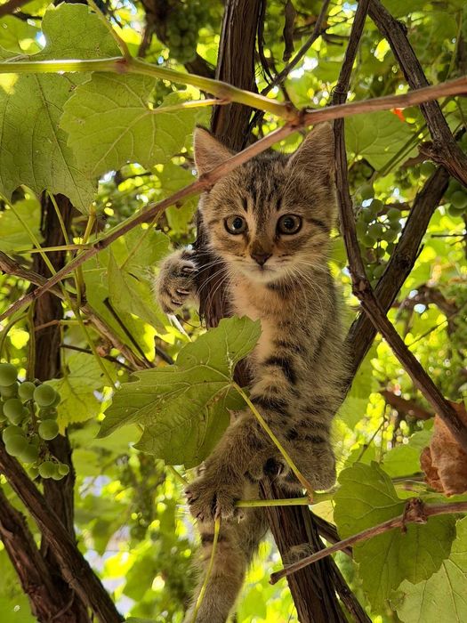 Кошенята шукають дім