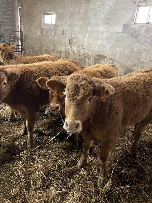 Vitelas e vitelos Limousines