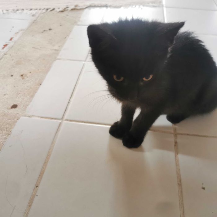 Kotek - murzynek Bambo.