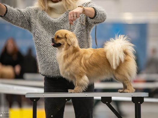 Spaniel Tybetański szczeniak ZKWP FCI