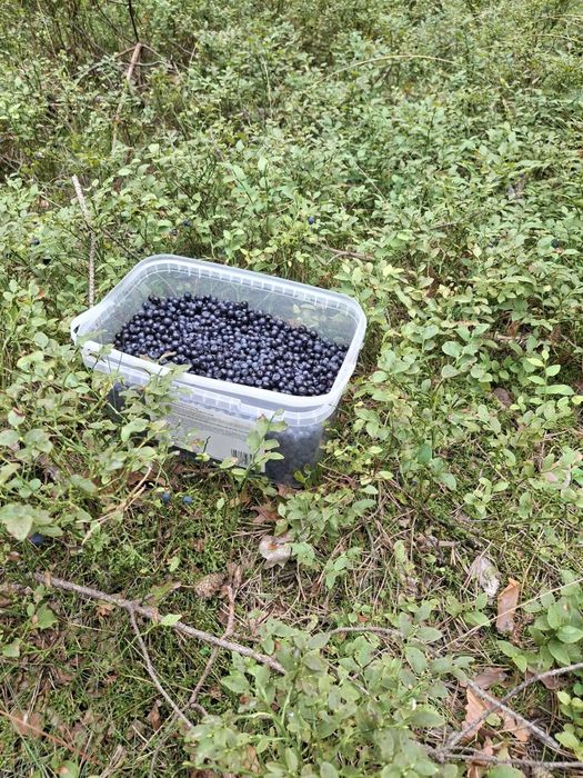 Sprzedam jagódkil nowe chechło
