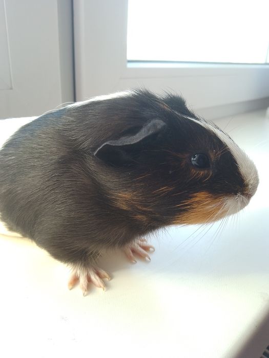 Морська свинка дівчинка