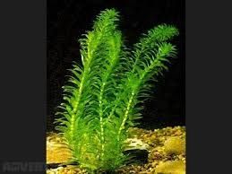 Moczarka Elodea-łatwe rosliny