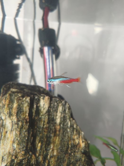 Neonki Innesa zamiana