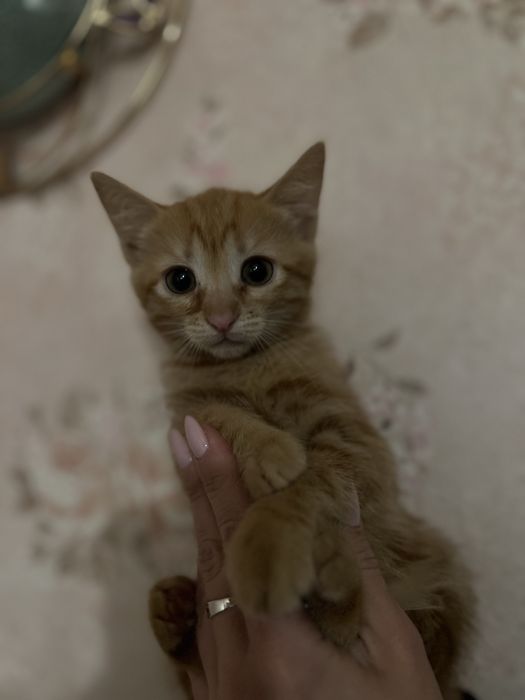 Віддам в добрі руки кошенят