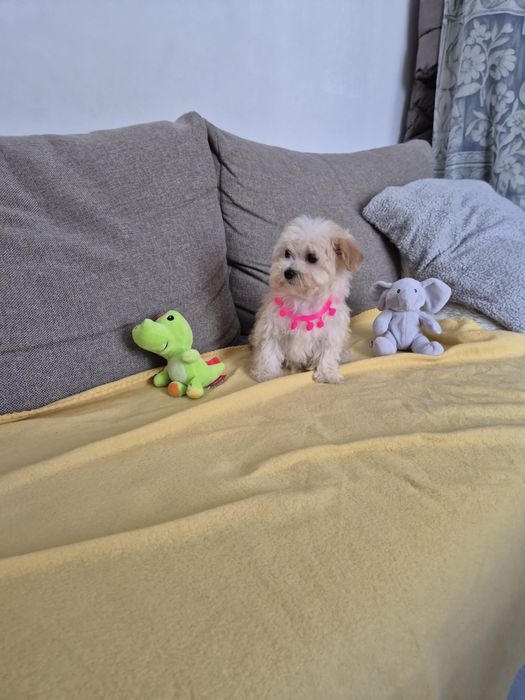 Maltipoo Suczka z metryką