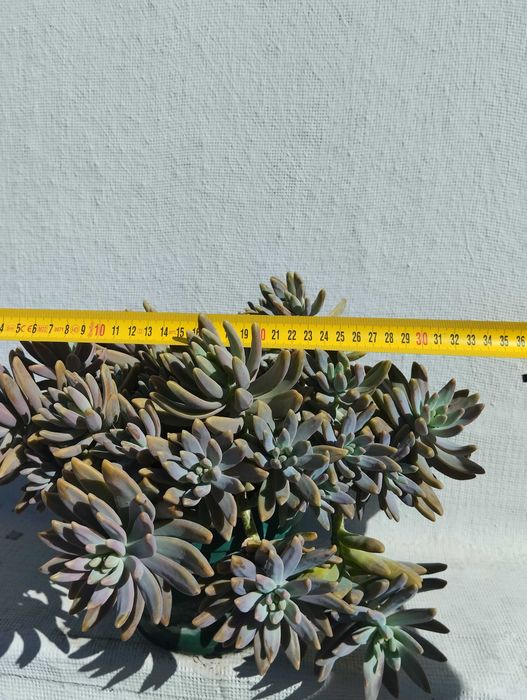 Planta suculenta.