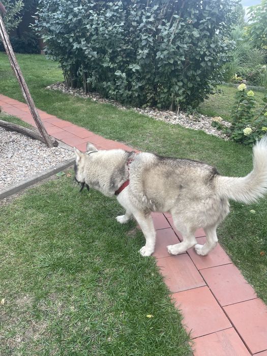 Hussky w dobre rece