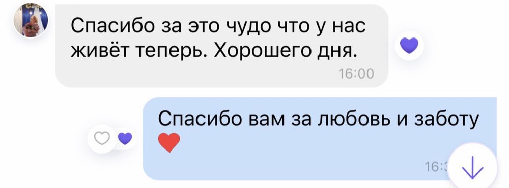 Гарні малюки йорка