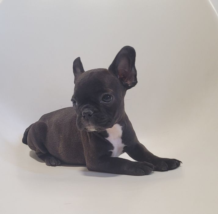 Bulldog francês macho