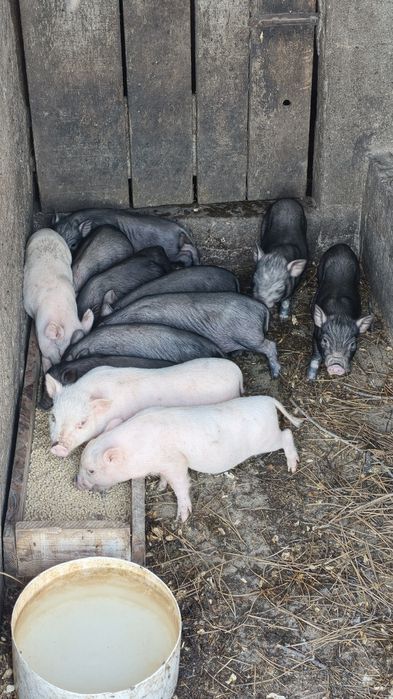 Porcos anões arraçados