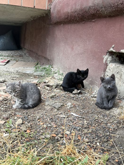 Кошенята котики 2 місяці