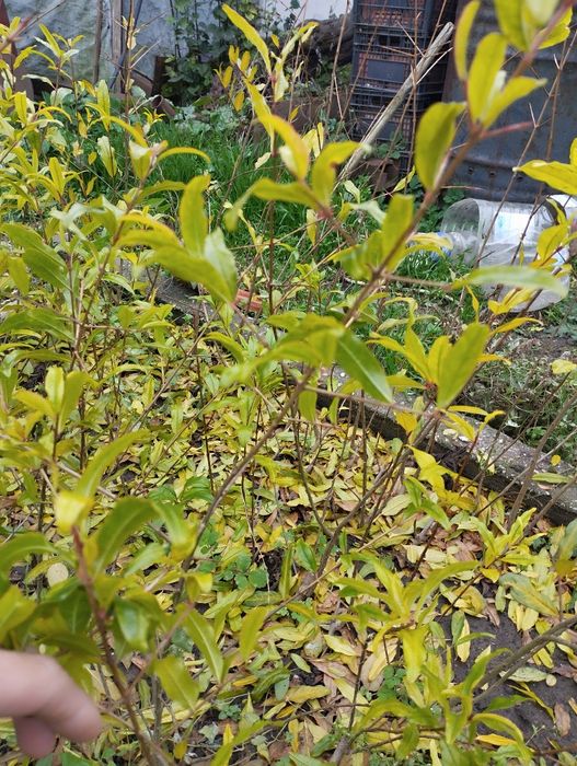 Продам  саженцы сортового граната