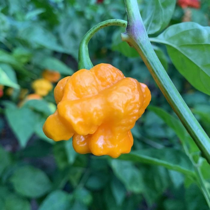 Sementes de Pimentos/Malaguetas/Piri-Piris mais picantes do mundo