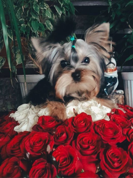 Йоркшерский терьер щенки