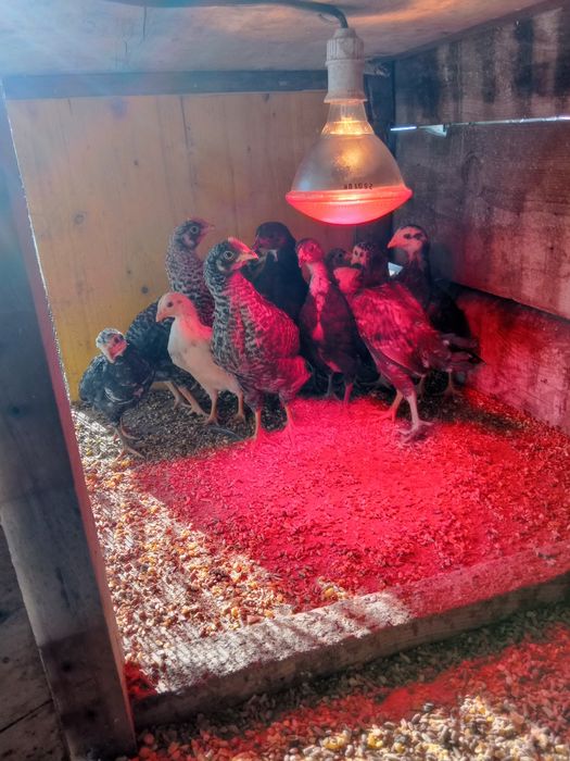 Pintos de várias raças