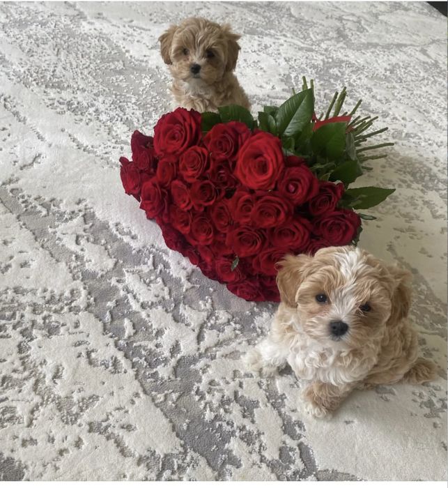 Мальтипушки на подарунок