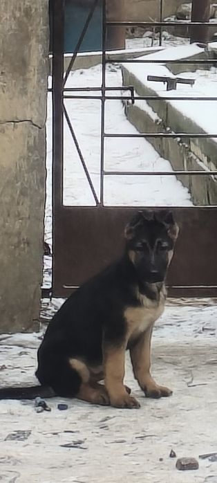 Цуценята німецької вівчарки