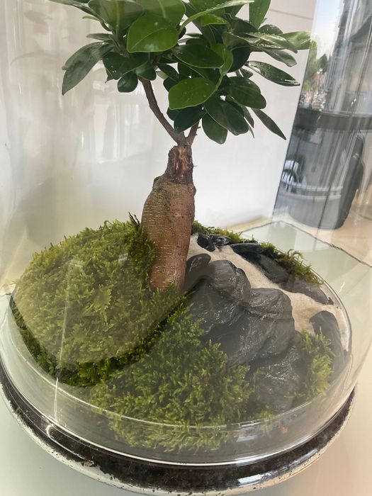 Terrario vidrio plantas naturais
