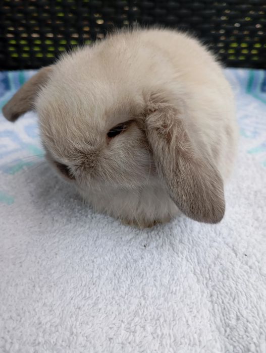 Królik mini lop miniaturka