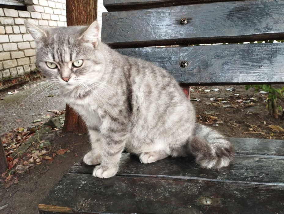 Котик Вася ищет дом