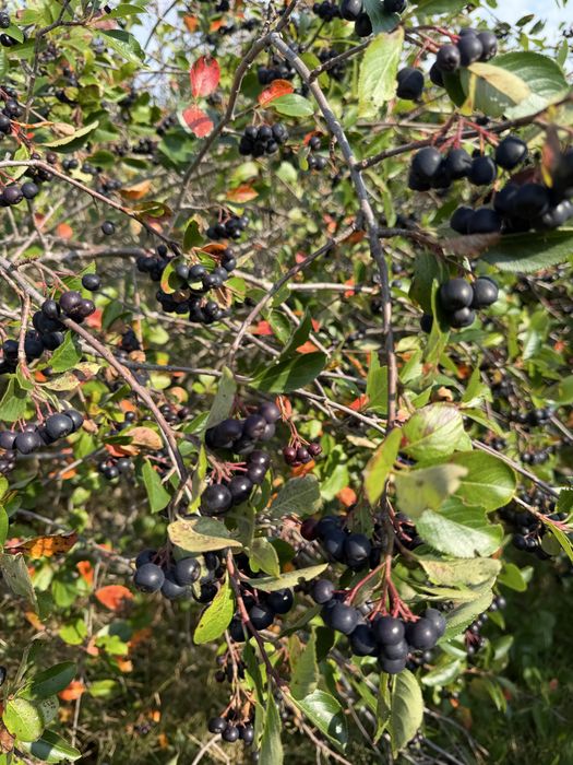 Aronia 5 kg nie pryskana