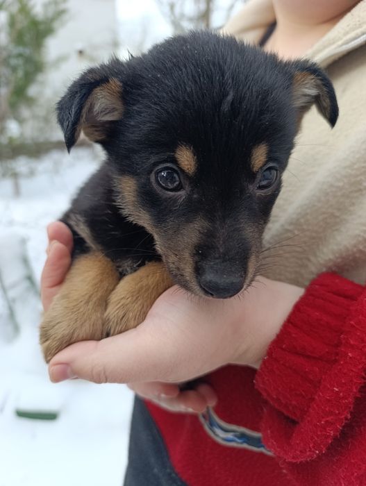 Отдам щенков в хорошие руки (бесплатно)