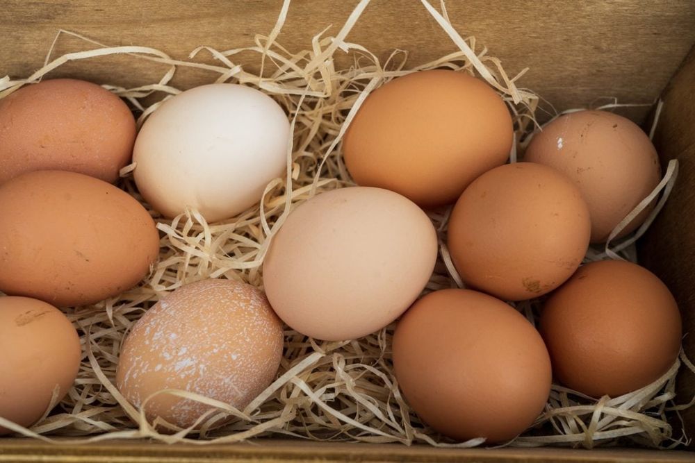 Продам домашні курінні яйці