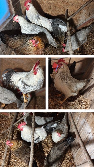 Jaja lęgowe Australorp  Czubatka Włoszka