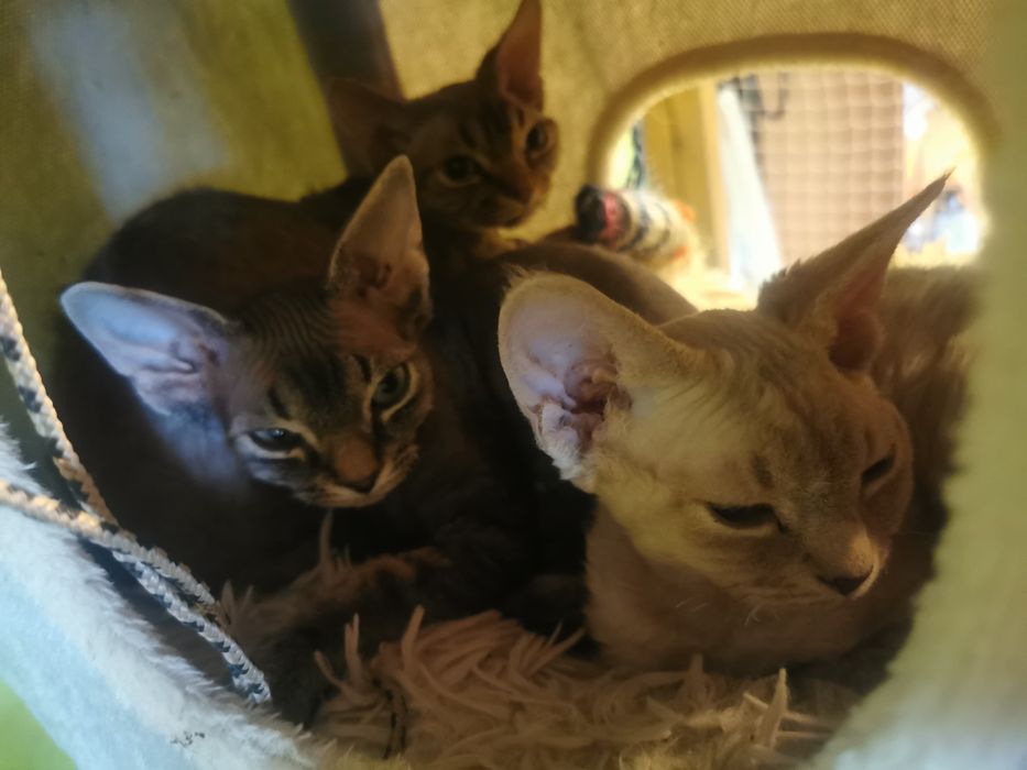 Devon rex Dewonkowe szczescia