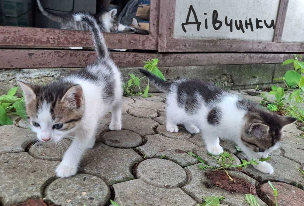 Віддам котиків безкоштовно