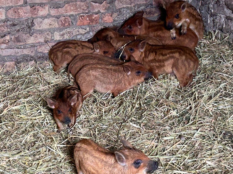 Продам свиней венгерська мангалиця