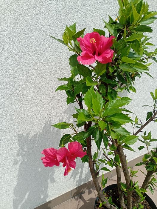 Hibiskus  wys.100 cm