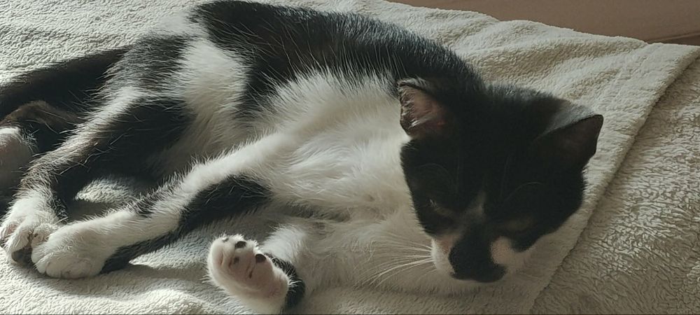 MuMu  malutki 3mczny kocurek szuka domu