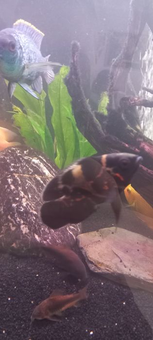 Pawiooka red taiger 2szt