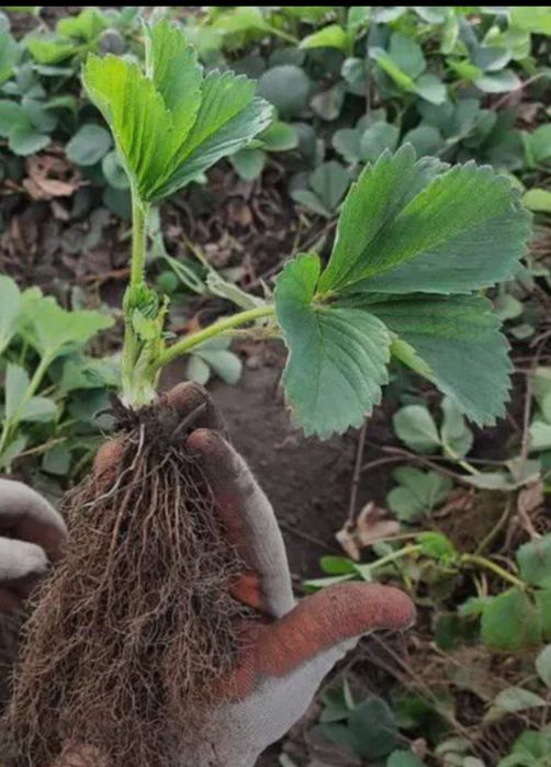 Копанка полуниці'касета'розсада