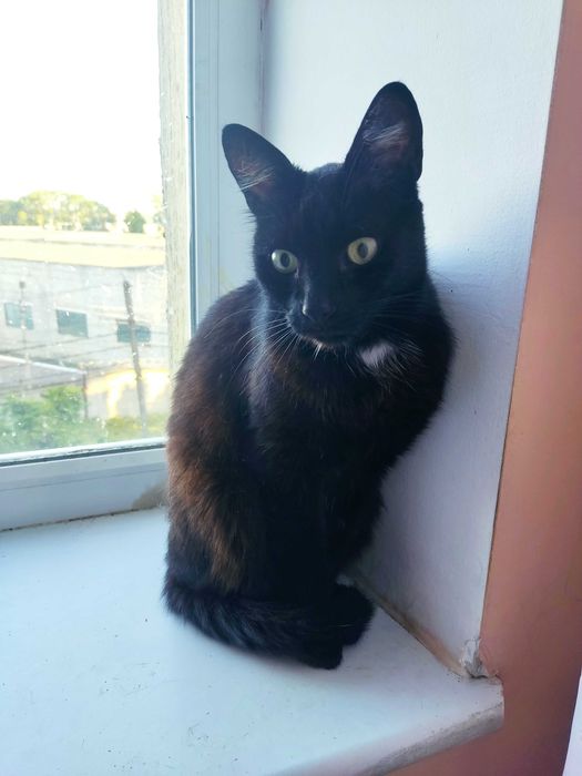 Молоденький котик красунчик шукає дім